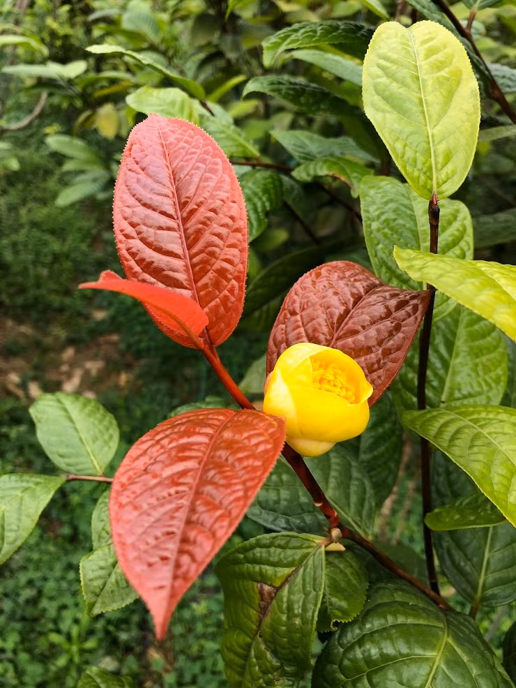 Cay moc dai thanh “nu hoang” tra, gia 20 trieu dong/kg-Hinh-2