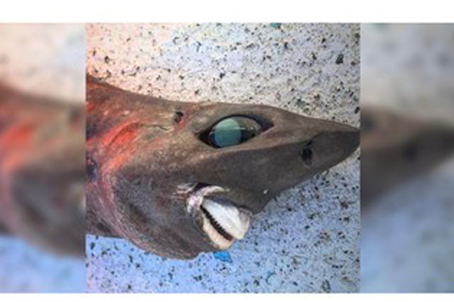 Bắt được con cá kỳ lạ có nụ cười giống người Bat duoc con ca ky la co nu cuoi giong nguoi