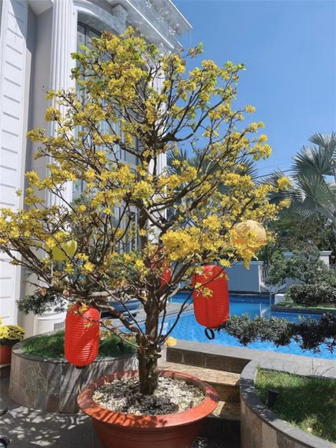 Bao Thy gay choang vang voi phan trang tri Giang sinh-Hinh-13