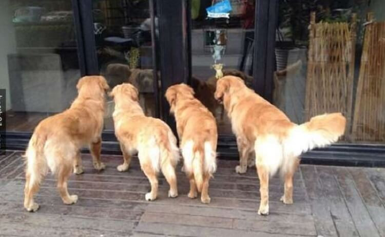 Màu sắc của chú chó khác nhau có thể đem đến cho gia chủ những sự may mắn khác nhau.