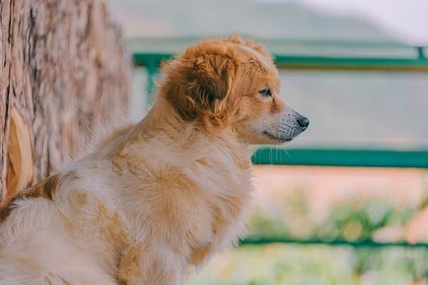 Bên cạnh đó, chó còn đem lại sự trung thành, trí nhớ tốt, đem lại cho bạn nhiều may mắn trong công việc, học tập hay thi cử. Chó đến nhà biểu hiện cho việc có kẻ canh nhà, giữ của, là thần giữ của nên sẽ giàu có. 