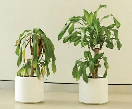  2 điềm báo hung hạn. Cây cảnh héo úa, vật nuôi sinh bệnh. Nếu vài chiếc lá trên cây bị héo và rụng đi thì không phải vấn đề lớn. Tuy nhiên, nếu toàn bộ cây đều bị héo úa thì đó là biểu hiện của sự xui xẻo, có thể là việc tranh chấp, cãi cọ, kiện tụng.