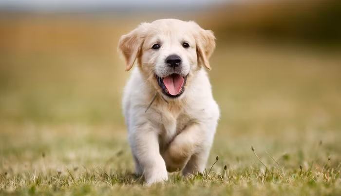 Nếu là chú chó màu đen chạy vào nhà bạn thì có nghĩa gia đình bạn sẽ được giàu có, có sự bảo vệ gia đình vượt qua những khó khăn.