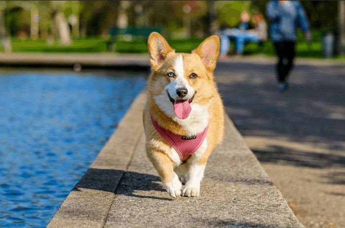 Nếu chó có màu trắng nghĩa gia đình bạn sẽ nhận được nhiều sự bình an, may mắn trong tình yêu. Nếu đó là chú chó vàng, đây là điềm báo cho sự thịnh vượng, hạnh phúc và an khang.