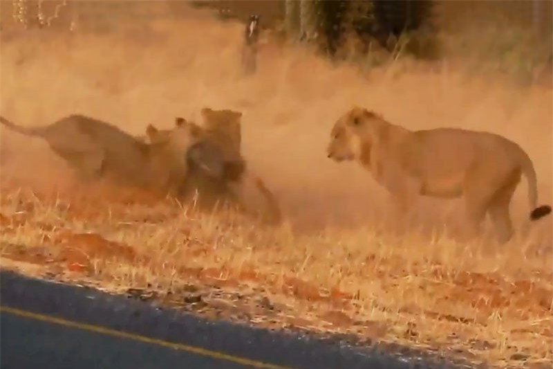 Thiếu cảnh giác, lợn rừng bị bầy sư tử sát hại ảnh 1 Thiếu cảnh giác, lợn rừng bị bầy sư tử sát hại ảnh 1