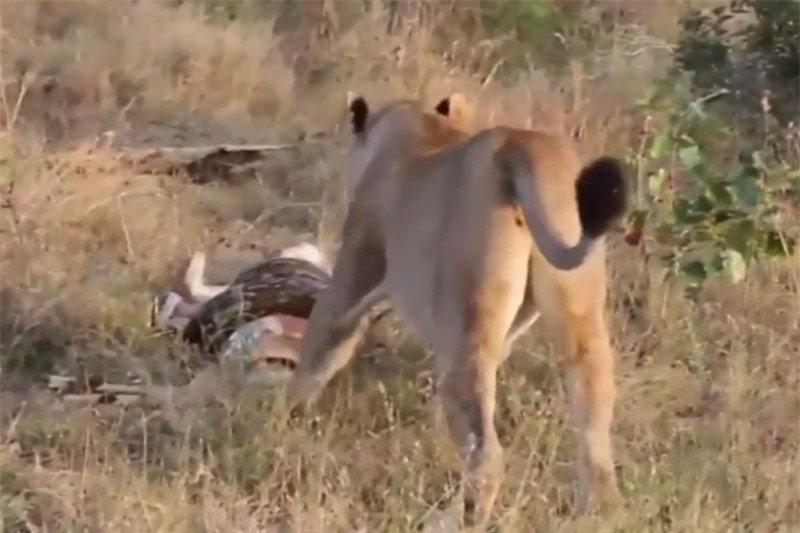 Video: Sư tử cái giành mồi với trăn khổng lồ Video: Su tu cai gianh moi voi tran khong lo