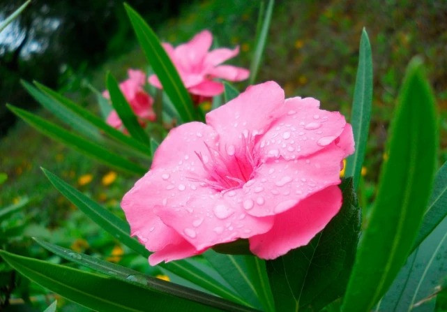 Sinh giờ này thành đạt, giỏi giang, mang phúc khí cho gia đình Sinh gio nay thanh dat, gioi giang, mang phuc khi cho gia dinh