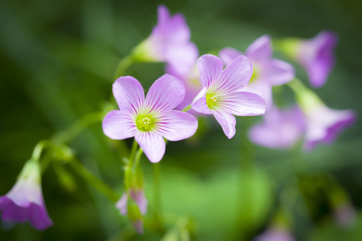Sinh gio nay thanh dat, gioi giang, mang phuc khi cho gia dinh-Hinh-2