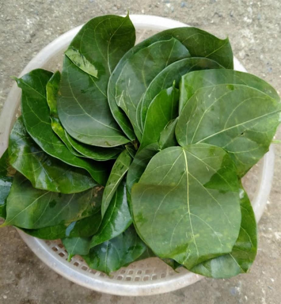 Loai la rat ngon cung ten voi loai la doc gay chet nguoi