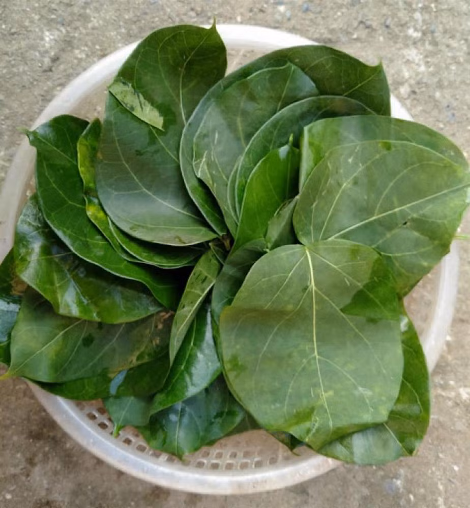 Loai la rat ngon cung ten voi loai la doc gay chet nguoi