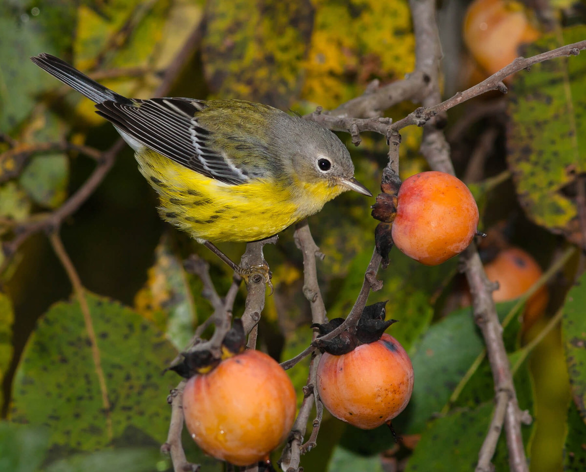 Họ sẵn sàng thể hiện bản thân, đồng thời dám bứt phá, thể hiện những mặt tích cực của mình và mạnh dạn theo đuổi ước mơ.