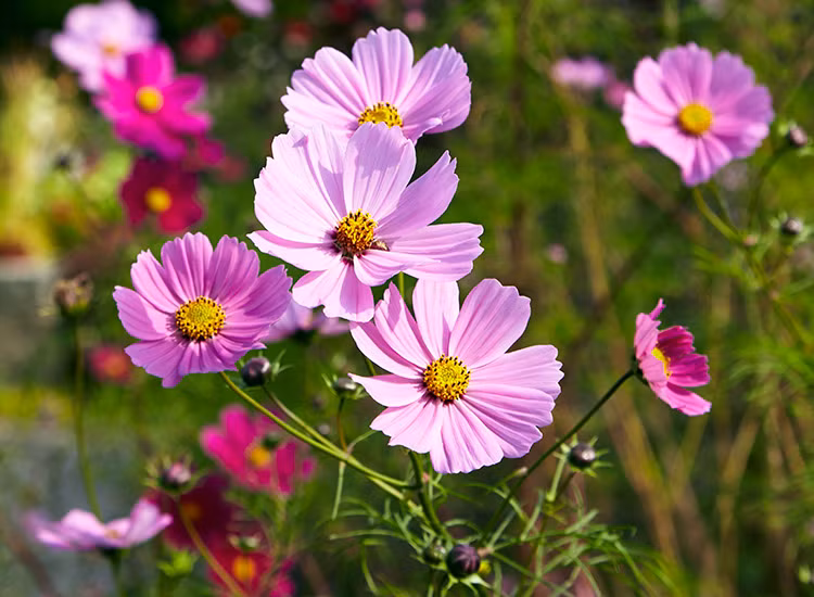 3 khung gio tre sinh ra co tai nang hon nguoi-Hinh-2