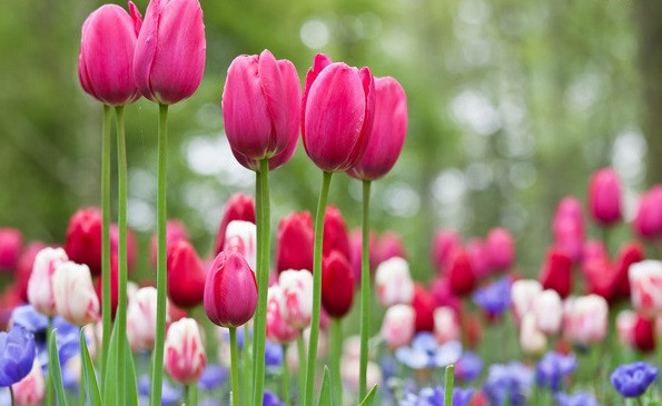 3 con giáp hướng nội có tài lãnh đạo, hậu vận thành danh - Hình 3 3 con giap huong noi co tai lanh dao, hau van thanh danh-Hinh-3