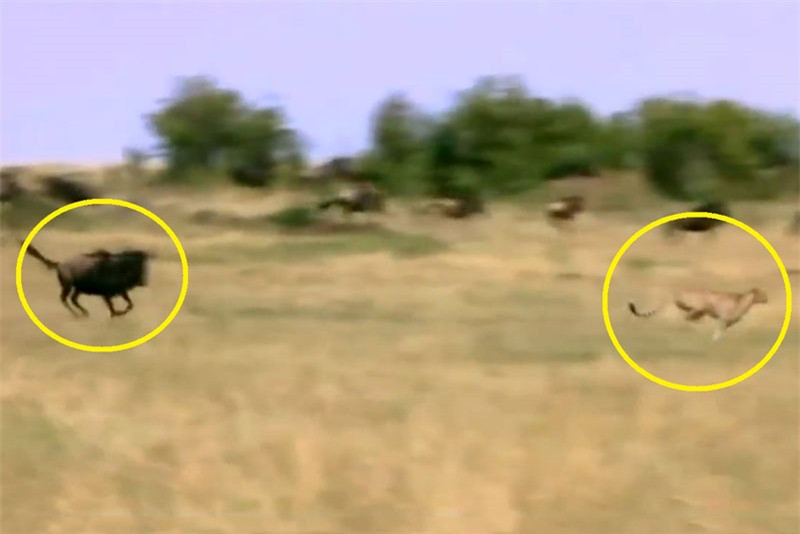 Clip: Linh dương đầu bò tấn công báo săn, cứu con thoát chết ảnh 1 Clip: Linh dương đầu bò tấn công báo săn, cứu con thoát chết ảnh 1