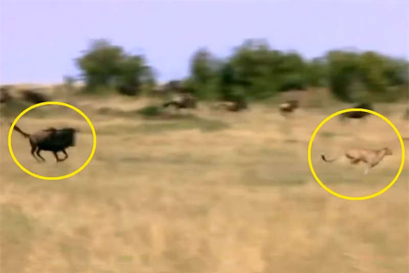 Clip: Linh dương đầu bò tấn công báo săn, cứu con thoát chết ảnh 1