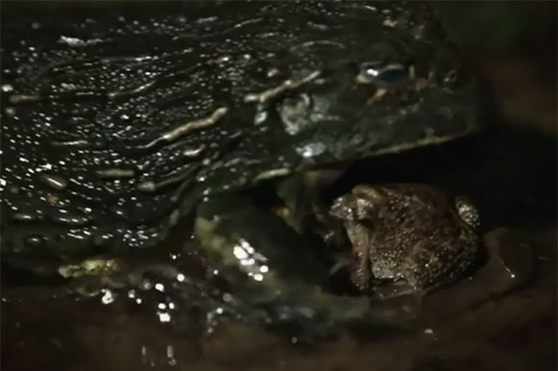 Clip: Xót xa cho chú cóc siêu đen đủi ảnh 1 Clip: Xót xa cho chú cóc siêu đen đủi ảnh 1