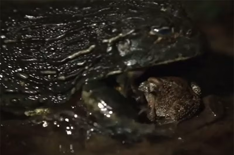 Clip: Xót xa cho chú cóc siêu đen đủi ảnh 1 Clip: Xót xa cho chú cóc siêu đen đủi ảnh 1