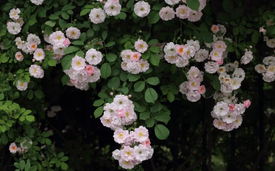 Tre em sinh vao 3 thang Am lich nay ganh loc ve nha-Hinh-3