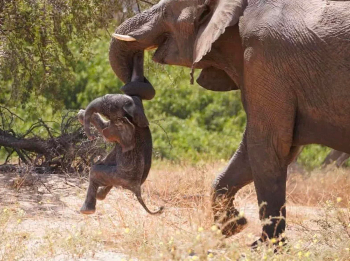 Vi sao voi mang xac con non da chet trong nhieu ngay?