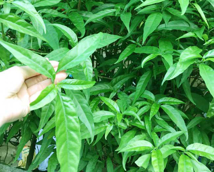 Loai cay dai lam hang rao khong ngo la dac san noi tieng