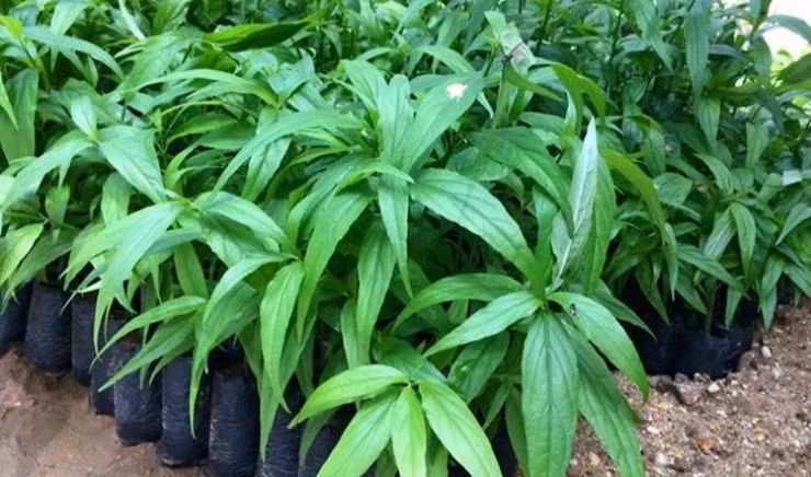 Loai cay dai lam hang rao khong ngo la dac san noi tieng-Hinh-7