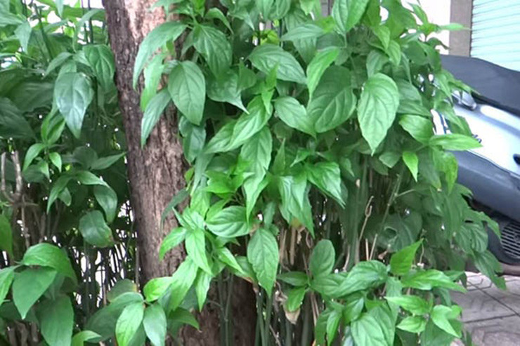 Loai cay dai lam hang rao khong ngo la dac san noi tieng-Hinh-9