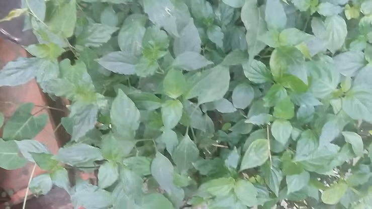 Loai cay dai lam hang rao khong ngo la dac san noi tieng-Hinh-10