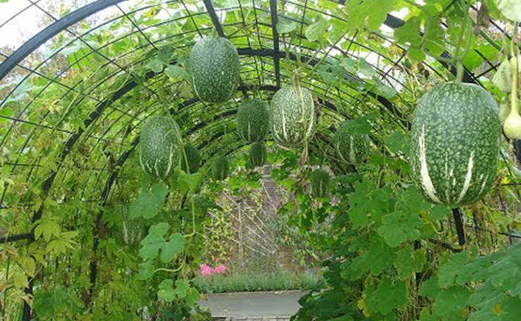 Trước đây chúng mọc dại ở những bãi đất trồng, hoặc leo bờ rào