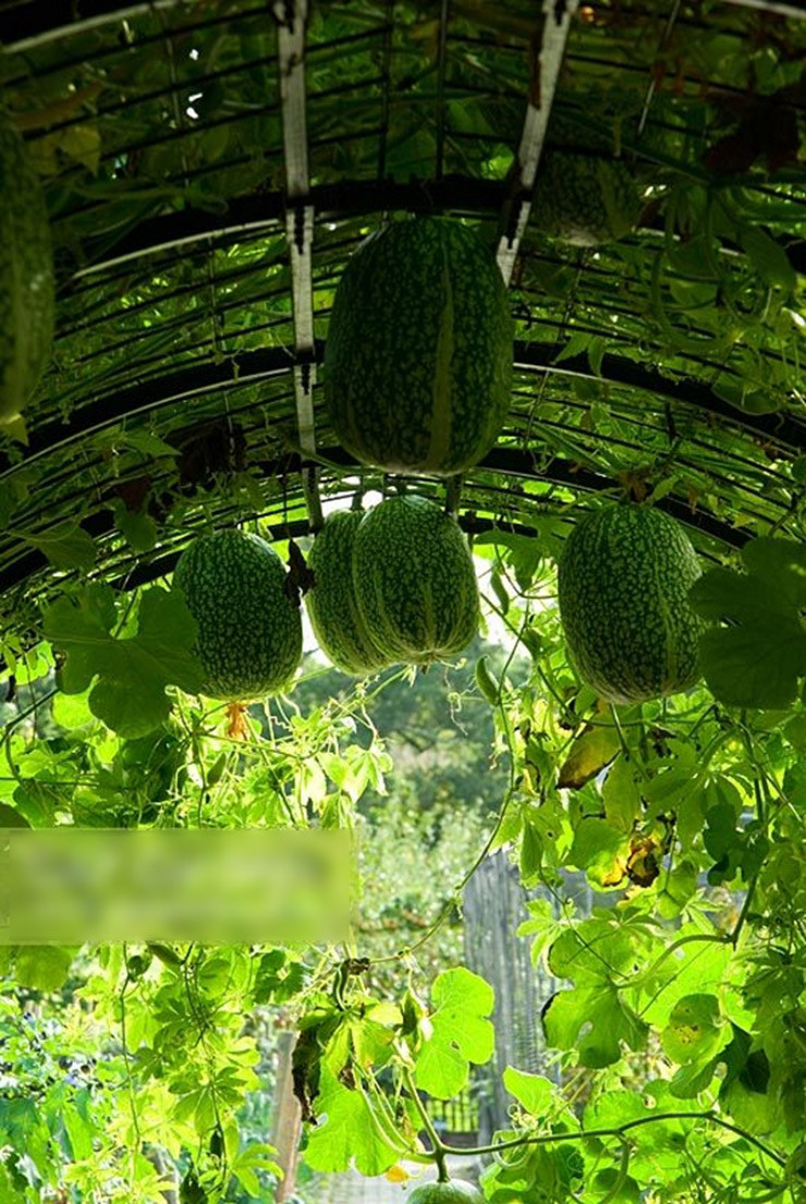 Vào mỗi dịp Tết, loại hạt này luôn đắt hàng, giá có thể lên tới 270.000/kg