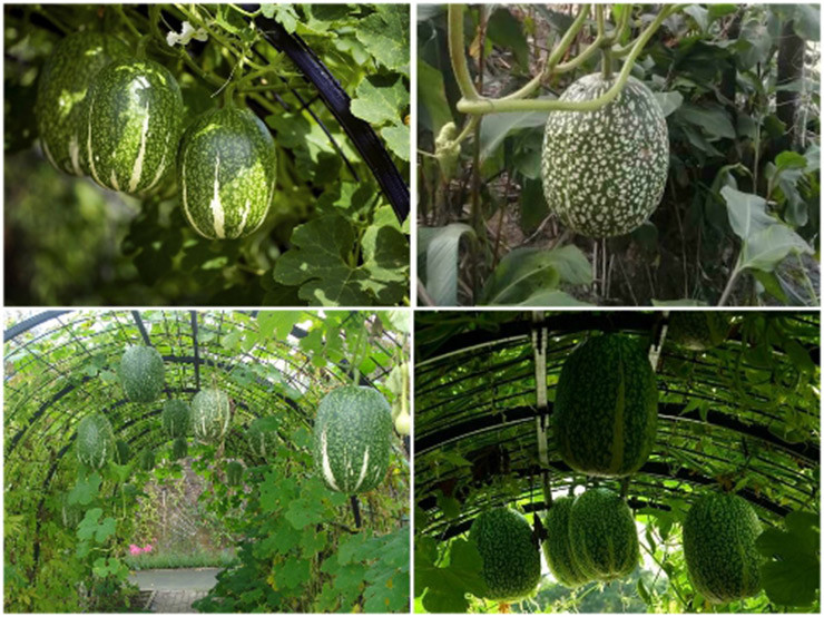 Quả bí mèo trông khá giống với quả dưa hấu. Phần thịt của quả bí khá dẻo và ngọt dạng sợi có thể dùng để chế biến nấu canh, luộc, làm mứt...