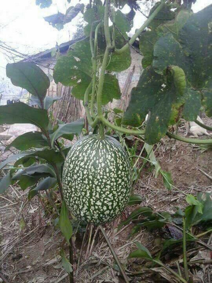 Ở điều kiện môi trường khí hậu thuận lợi, bí mèo đen cho năng suất thu hoạch khoảng 20 – 50 trái/cây, mỗi trái nặng trung bình 4 -6kg.