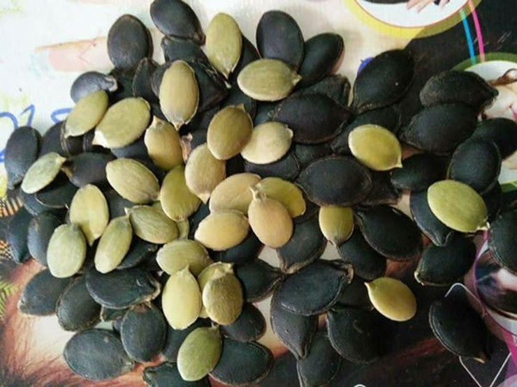 Hạt bí mèo đen trên thị trường có 2 loại, hạt sống và hạt rang. Hạt bí mèo rang có giá 200 nghìn đồng/kg