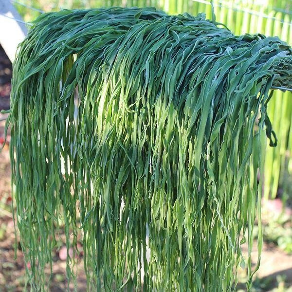 Loai rau dat hon thit, an se tre lau va dang dep bat ngo