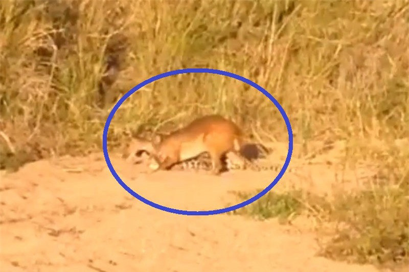 Clip: Ẩn nấp tài tình, báo hoa mai dễ dàng tóm gọn nai đực ảnh 1 Clip: Ẩn nấp tài tình, báo hoa mai dễ dàng tóm gọn nai đực ảnh 1