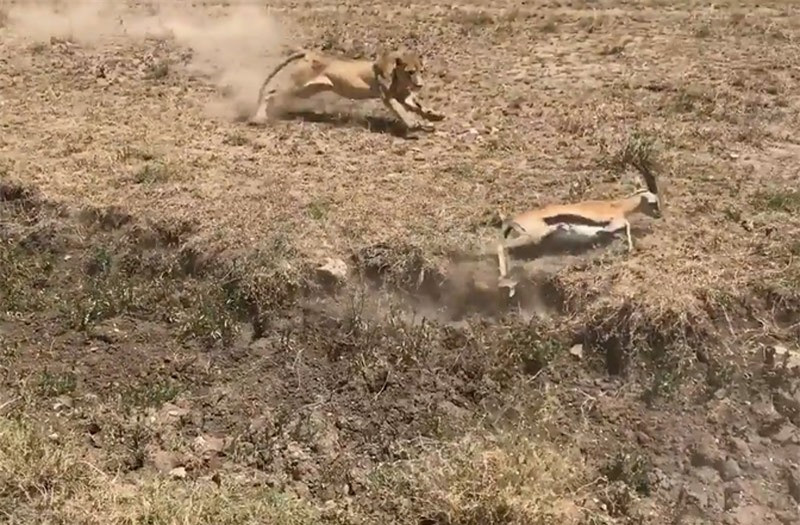 Clip: Linh dương chết thảm vì bị du khách cản đường ảnh 1