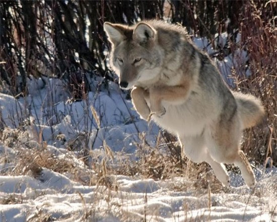 Quy hau - Sinh vat huyen bi gay nao loan rung nui Bac My-Hinh-4