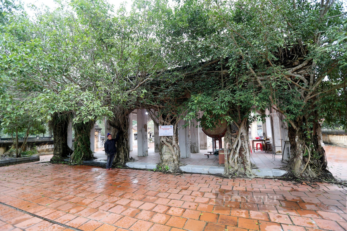 Nhà bái đường được ôm trọn bởi dãy cây si. Theo các cụ cao niên ở địa phương cho biết, trước kia tại đền có một rừng si, qua thời gian, chỉ còn sót lại các cây bám lại trên một số hạng mục của đền, tạo nên vẻ cổ kính hiếm có. Gốc si có tuổi đời hàng trăm tuổi.