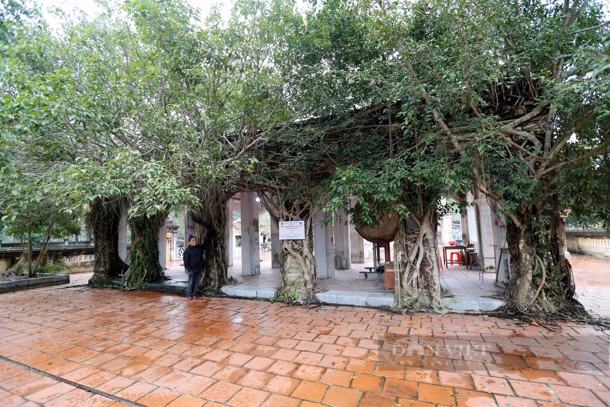 Nhà bái đường được ôm trọn bởi dãy cây si. Theo các cụ cao niên ở địa phương cho biết, trước kia tại đền có một rừng si, qua thời gian, chỉ còn sót lại các cây bám lại trên một số hạng mục của đền, tạo nên vẻ cổ kính hiếm có. Gốc si có tuổi đời hàng trăm tuổi.