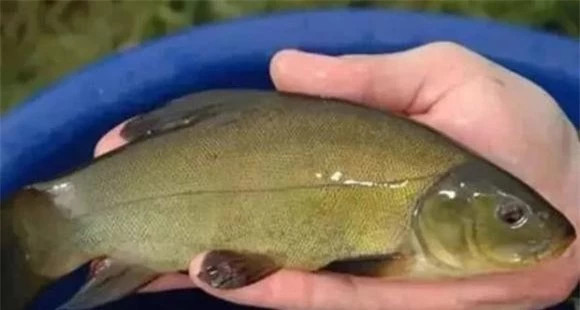 Mơ thấy kho báu dưới nhà, người đàn ông quyết đào, không ngờ tìm thấy - Hình 6 Mo thay kho bau duoi nha, nguoi dan ong quyet dao, khong ngo tim thay-Hinh-6