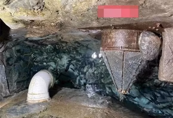 Mơ thấy kho báu dưới nhà, người đàn ông quyết đào, không ngờ tìm thấy - Hình 7 Mo thay kho bau duoi nha, nguoi dan ong quyet dao, khong ngo tim thay-Hinh-7