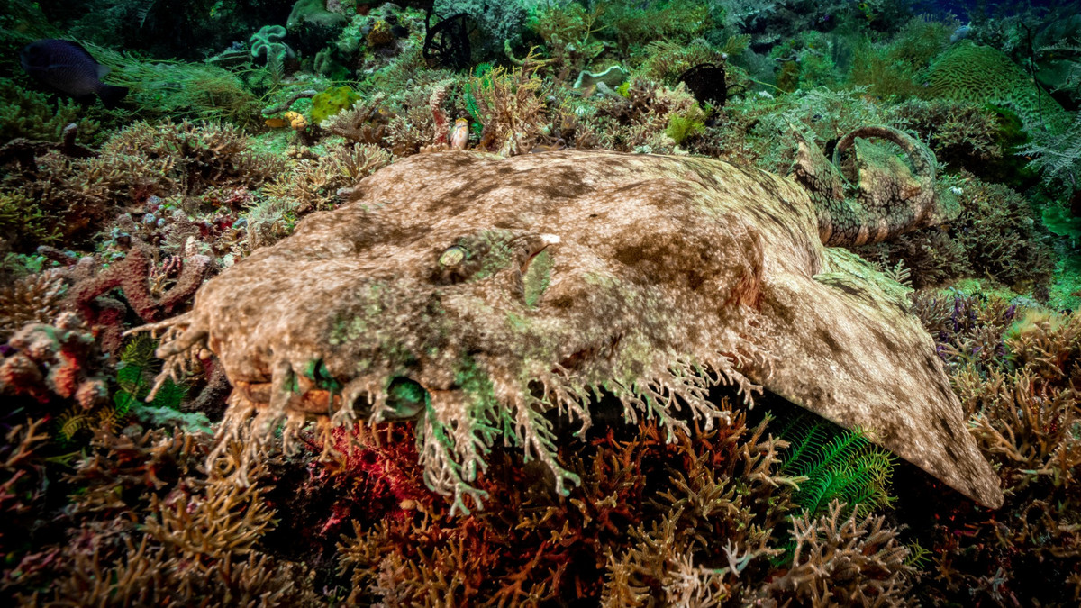 Cá mập Wobbegong. Những sinh vật sống dưới đáy này thuộc họ Orectolobidae, được ngụy trang bằng các hoa văn màu cam sặc sỡ. Phần “râu” chính là các thùy cảm giác nằm dọc theo hàm của chúng. Có hàng chục loài cá mập Wobbegong, trải dài trên phía Đông Ấn Độ Dương và Tây Thái Bình Dương. Loại lớn nhất dài tới hơn 3 m. Ảnh: Cá mập Wobbegong ẩn nấp dưới đáy đại dương. (Nguồn: Getty).
