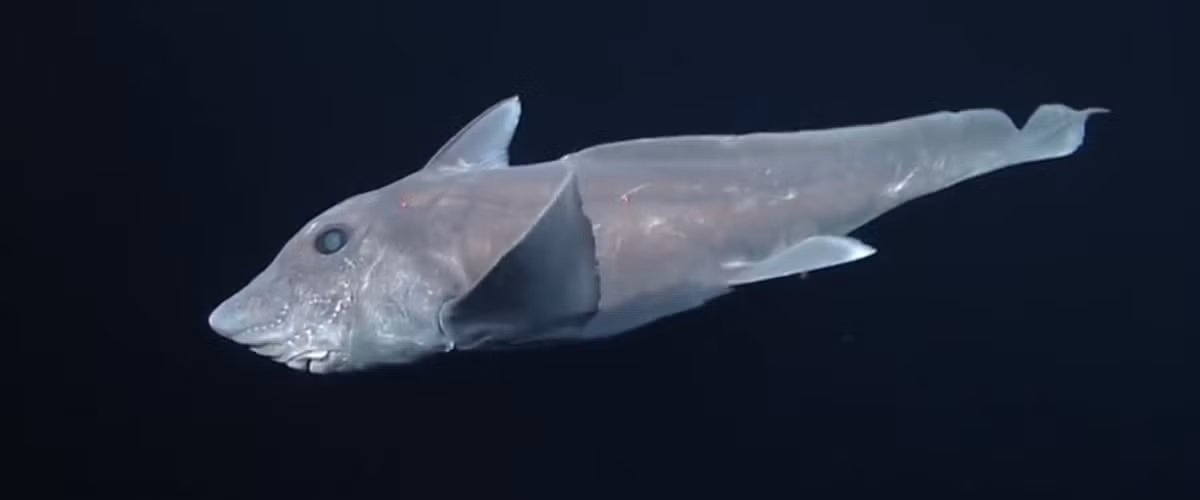 Cá mập ma. Cá chuột xanh mũi nhọn (Hydrolagus trolli) trông giống như những bóng ma kỳ lạ. Do đó, những con cá mập khó nắm bắt này đôi khi được gọi là "cá mập ma". Theo Lonny Lundsten, một kỹ thuật viên nghiên cứu cấp cao tại MBARI cho biết điều kỳ lạ là cơ quan giống như chiếc gậy trên đỉnh đầu của con đực. Cơ quan này được sử dụng để định vị con cái trong khi giao cấu. (Ảnh: Monterey Bay Aquarium Research Institute)