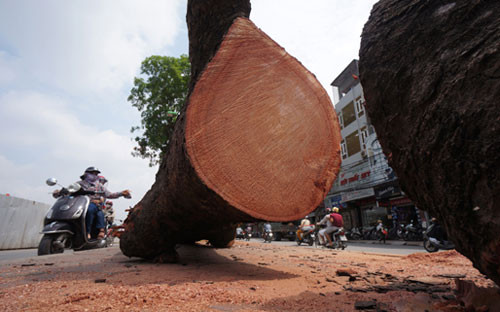 Nhiều cây xà cừ ở đường Láng có thân khá to và lõi khá lớn, có những thân cây 3 người vòng tay ôm mới xuể, tuổi đời cả trăm năm nhưng đã bị cưa tận gốc.