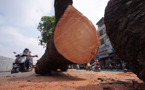 Nhiều cây xà cừ ở đường Láng có thân khá to và lõi khá lớn, có những thân cây 3 người vòng tay ôm mới xuể, tuổi đời cả trăm năm nhưng đã bị cưa tận gốc.