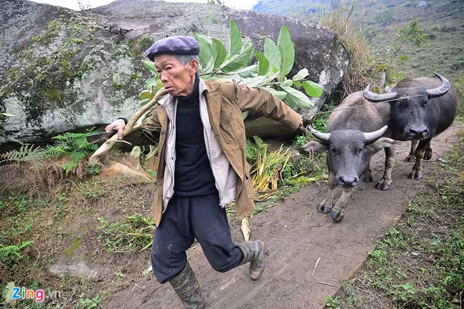 Ông Châu A Măng (xã Chung Chải, Sapa) dắt đàn trâu 12 con của mình xuống vùng thấp cách nhà mình gần 10 km để tránh rét. Ông cho biết, nếu không cẩn thận bảo vệ sức khỏe cho trâu bò chúng dễ chết, ảnh hưởng đến kinh tế.