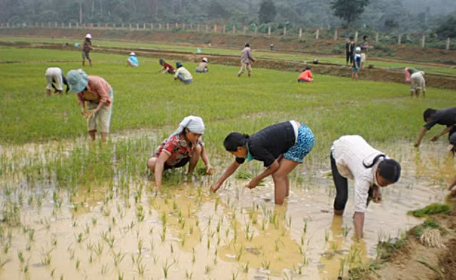Năm 2009, Bộ Chỉ huy BĐBP tỉnh Quảng Bình triển khai dự án cánh đồng Rục Làn (gần 5 tỷ đồng) với việc khai hoang 10ha đất. S au những vụ lúa đầu được bộ đội cầm tay chỉ việc thì nay nhiều hộ gia đình đã tự tay canh tác, sản xuất ra lương thực. Nhiều hộ có gạo dự trữ trong nhà.