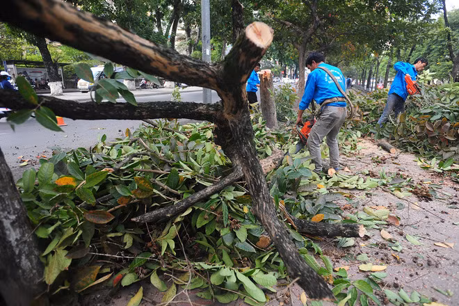 Một khu vực khác trên đường Kim Mã, đoạn quanh sứ quán Thuỵ Điển cũng là vị trí giới trẻ yêu thích bởi có hàng cây bằng lăng đến mùa nở hoa làm bừng sáng cả khu phố. Tuy nhiên, hầu hết các cây này đều cong vênh nên đã bị đốn hạ để đợi thay thế bằng những cây khác.