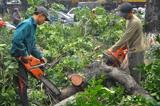 Ngoài việc chặt hạ gần 200 cây lâu năm trên đường này, Sở Xây dựng cũng cấp 4 giấy phép chặt hạ cây để phục vụ xây dựng các nhà ga tuyến đường sắt trên cao Cát Linh - Hà Đông với số lượng là 112 cây và dịch chuyển hơn 90 cây. Việc đốn hạ và dịch chuyển các cây này đã hoàn thành hồi đầu tháng 11.