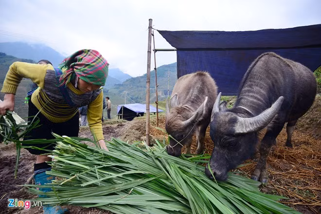 Lượng thực phẩm dự trữ của người dân chủ yếu là rơm và cỏ. Tuy nhiên, nhiều hộ dân tâm sự, lượng dự trữ chỉ đủ từ 7 - 10 ngày.