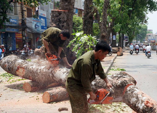 Theo Công ty Công viên cây xanh Hà Nội, việc chặt cây trên đường Láng là để phục vụ thi công dự án đường sắt trên cao Cát Linh - Hà Đông, được phê duyệt bởi Sở Xây dựng cũng như UBND TP Hà Nội.